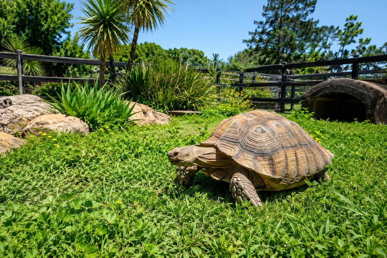 tortoise-forage-seed-mix-grow-fresh-grazing-greens-for-sulcata-russian-hermanns-tortoises-oats-rye-alfalfa-blend-for-indoor-trays-or-outdoor-enclosures-non-gmo-seed-1-lb