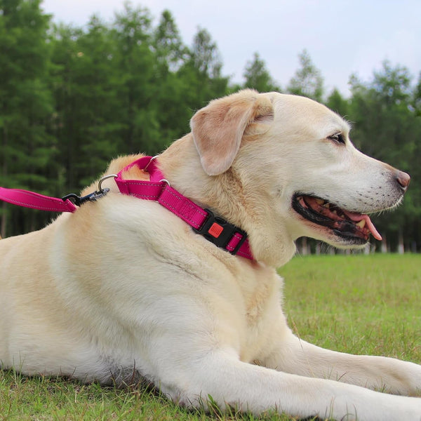 Joytale Martingale Collar for Dogs, Escape Proof No Pull, Hotpink, M | Gentle Cinch Stops Pulling without Choking, Safety Lock Buckle, Reflective Stitching for Night Walks, Soft Nylon6