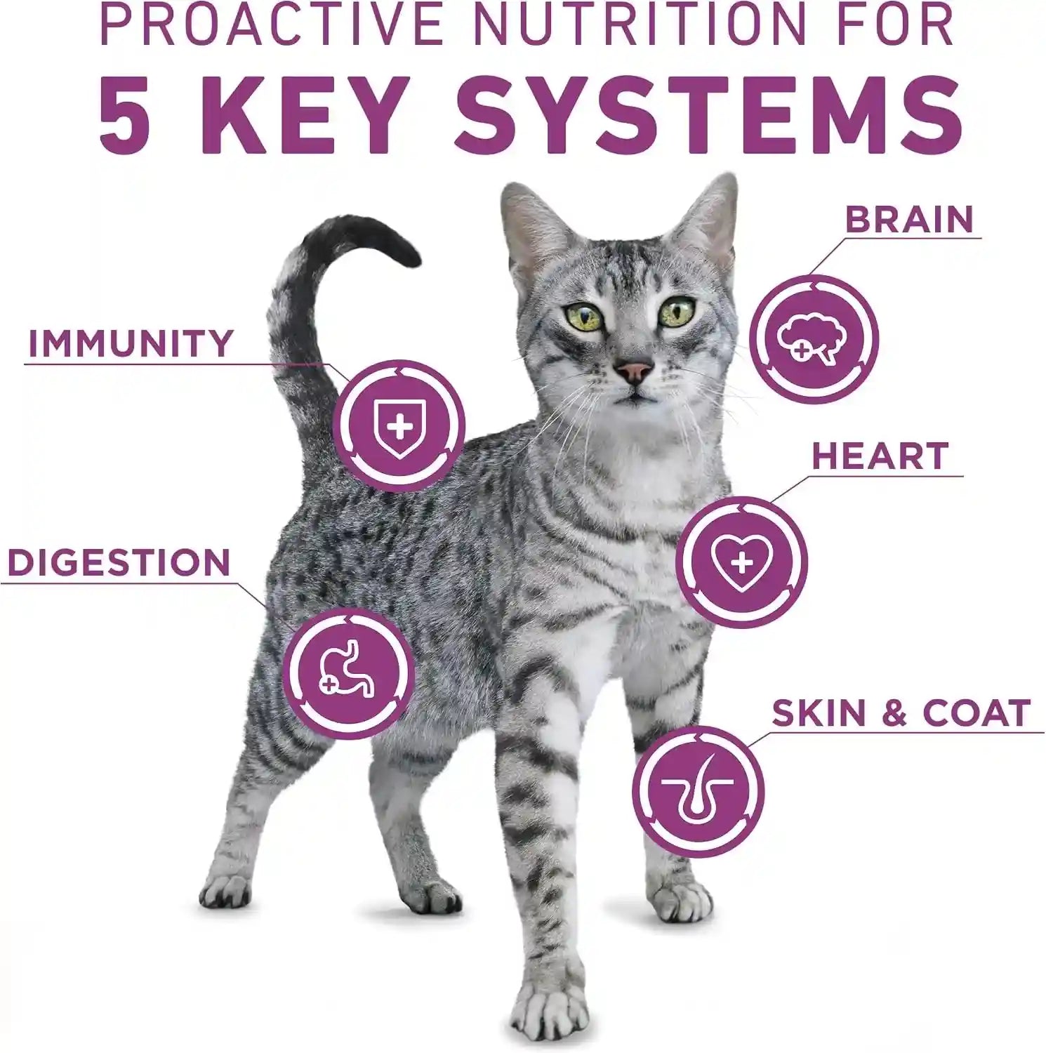 purina-one-plus-whole-body-support-with-chicken-dry-cat-food-16-lb-bag