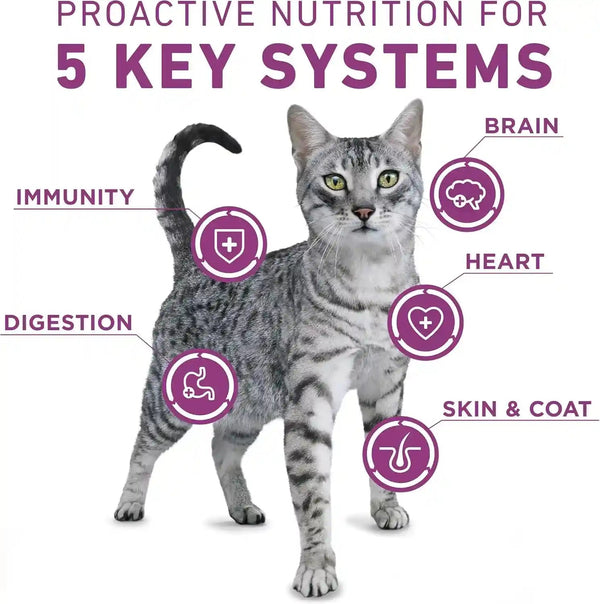 Purina ONE plus Whole Body Support with Chicken Dry Cat Food - 16 Lb. Bag3