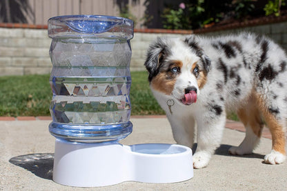 Petfusion H2O Gravity Pet Water Dispenser. Durable 2.5 Gallon Waterer Feeder. Automatic Station for Cats & Small, Medium, Large Dogs, Transparent2