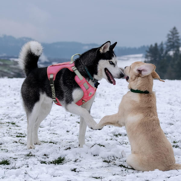 Tactical Dog Harness for Small Medium Large Dogs No Pull Adjustable Harness Training Easy Control Pet Vest,Reflective Working Training (Rose Red M(Neck:17-26,Chest:24-36))2