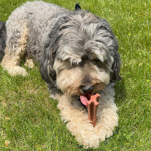 SPOT Bam-Bones plus T Bone – Bamboo Fiber & Nylon Dog Chew Toy for Moderate to Aggressive Chewers, Durable Long Lasting & Non-Splintering, Beef Flavor Toy for Adult Dogs & Puppies under 60 Lbs, 6 In20