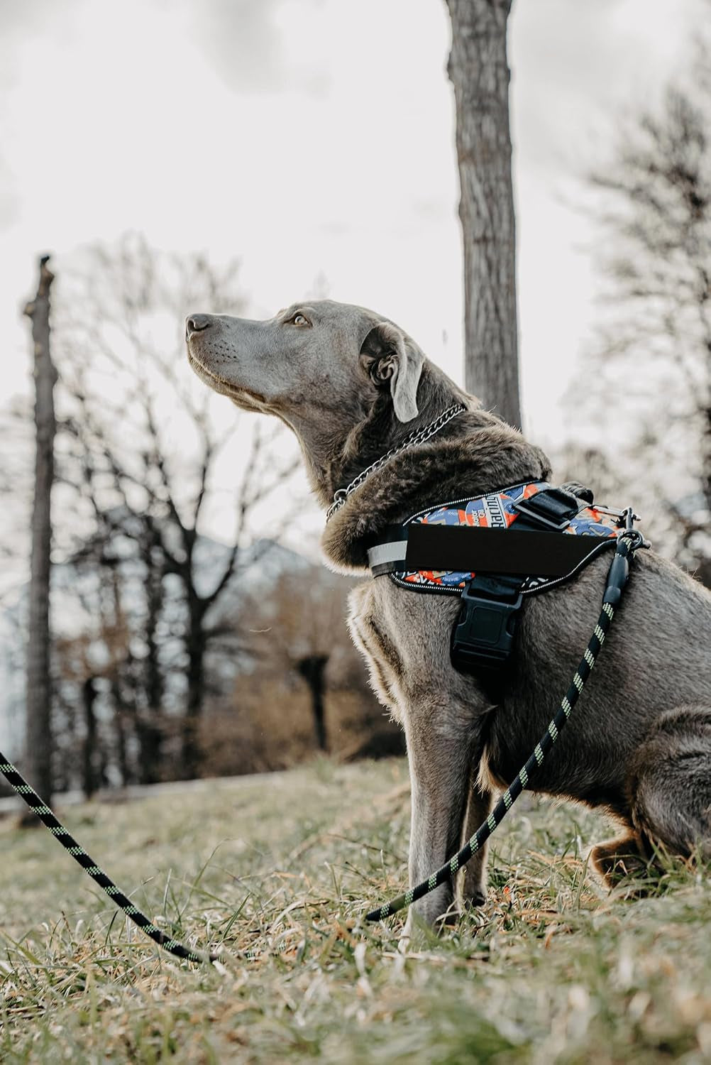 doggykingdom-no-choke-dog-harness-with-handle-and-patch-panels-adjustable-reflective-dog-vest-for-small-sized-dog-blue-s