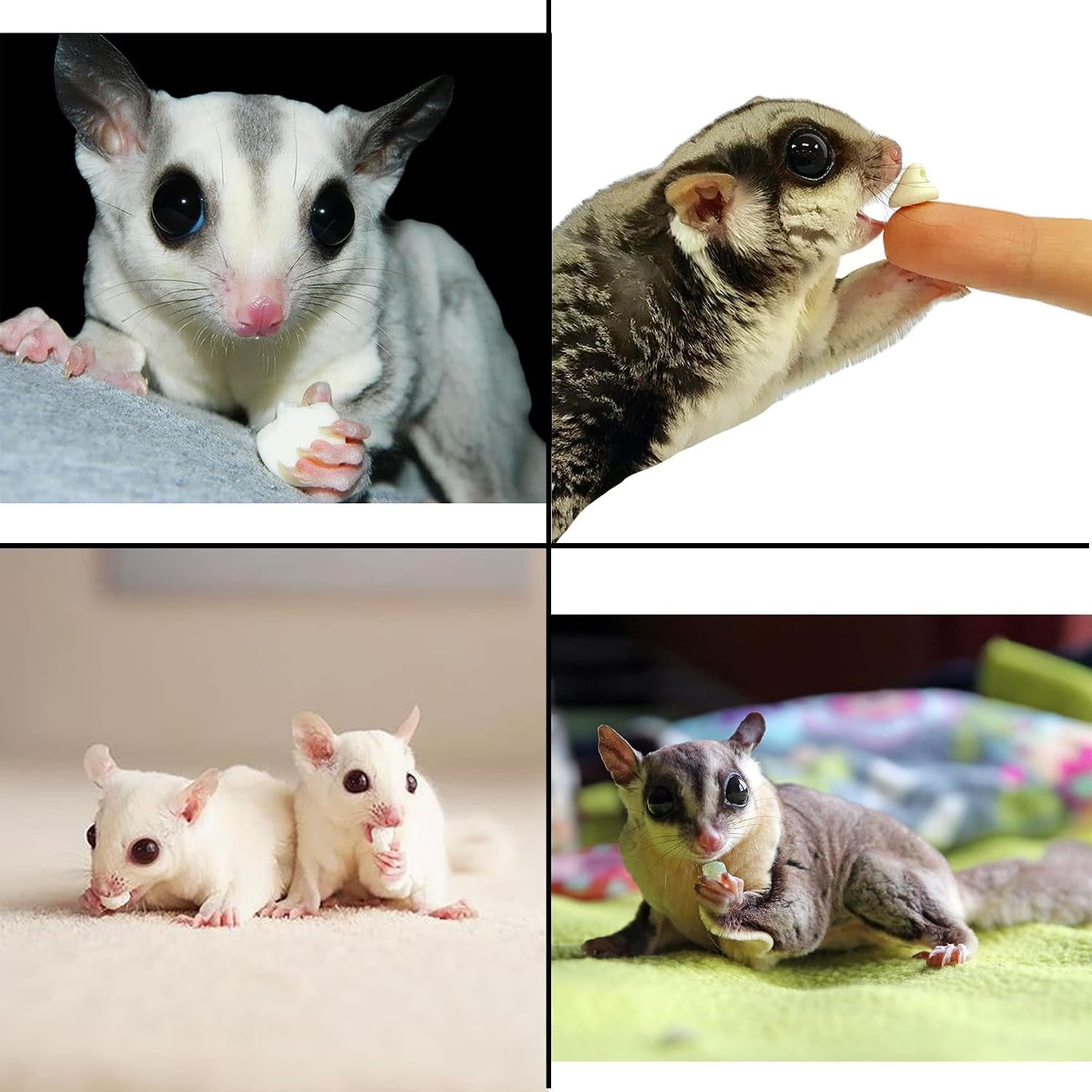 yogu-drops-all-natural-healthy-yogurt-treat-for-sugar-gliders-prairie-dogs-monkeys-squirrels-guinea-pigs-rabbits-chinchillas-rats-marmosets-degus-other-small-pets-5-5-oz
