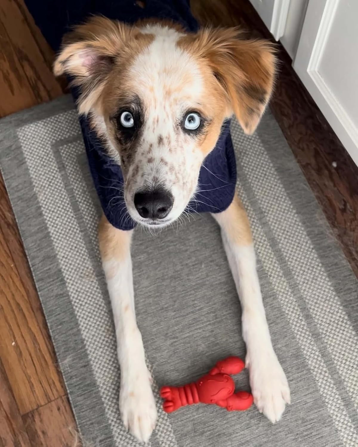 nylabone-power-chew-lobster-dog-chew-toy-filet-mignon-flavor-small-durable-dog-toys-for-aggressive-chewers-long-lasting-discourages-destructive-chewing-for-dogs-up-to-25-lbs