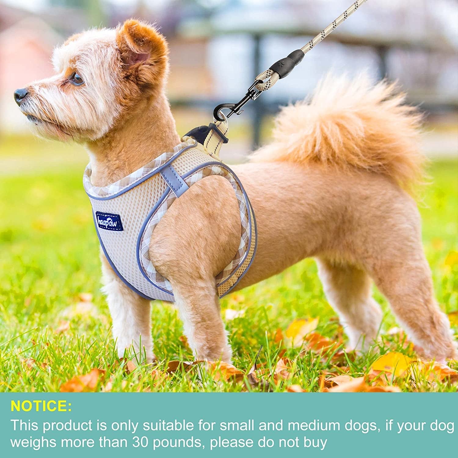 haapaw-dog-harness-with-leash-set-no-pull-adjustable-reflective-step-in-puppy-harness-with-thickened-padded-vest-for-extra-small-small-medium-dogs