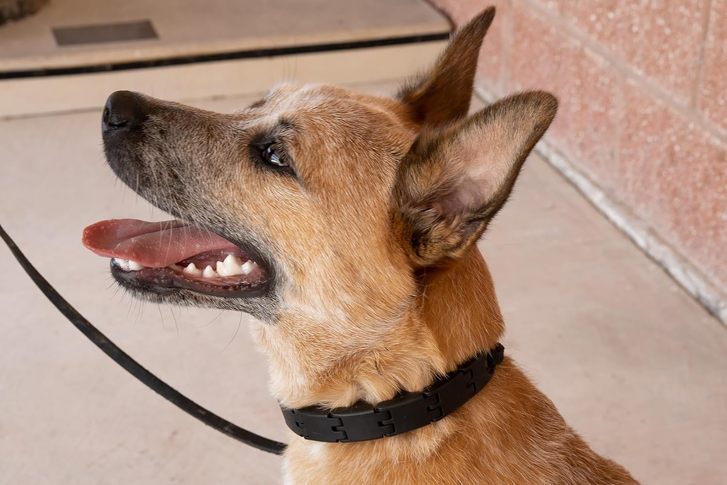 starmark-pro-training-dog-collar-large