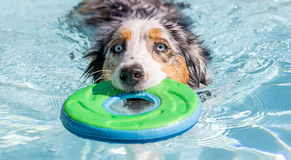 Chuckit! Amphibious Zipflight Floating and Flying Disc Dog Toy, Medium (8.5"), Assorted Colors (Orange and Blue/Green and Blue)10