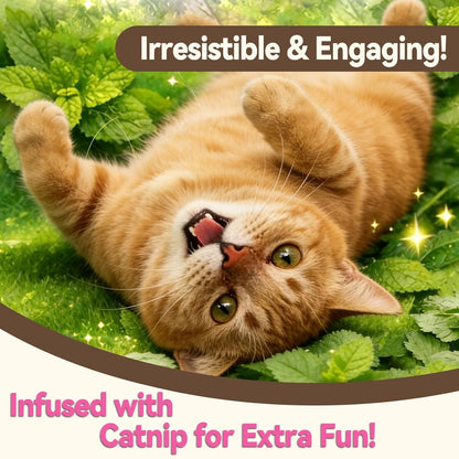 Catnip Cat Treats, Chicken & Salmon Flavor, Crunchy Bites, 16 Oz | Catnip-Infused Fish-Shaped Biscuits with Chicken and Salmon Flavors, Made for Training, Rewarding, and Everyday Bonding3