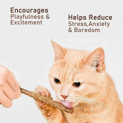 Natural Silvervine & Catnip Dental Chew Sticks,12 PC | 100% Natural Dental Chews (6 Catnip, 6 Silvervine Fruit). Cleans Teeth, Freshens Breath, and Relieves Kitten Teething6