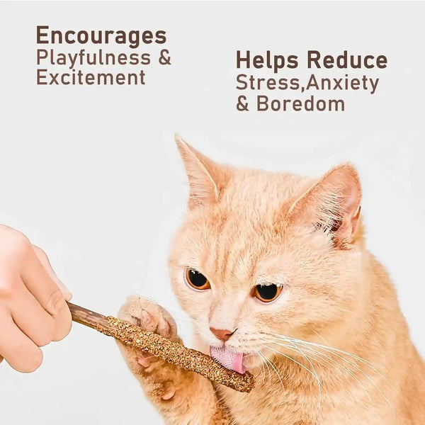 Natural Silvervine & Catnip Dental Chew Sticks,12 PC | 100% Natural Dental Chews (6 Catnip, 6 Silvervine Fruit). Cleans Teeth, Freshens Breath, and Relieves Kitten Teething6