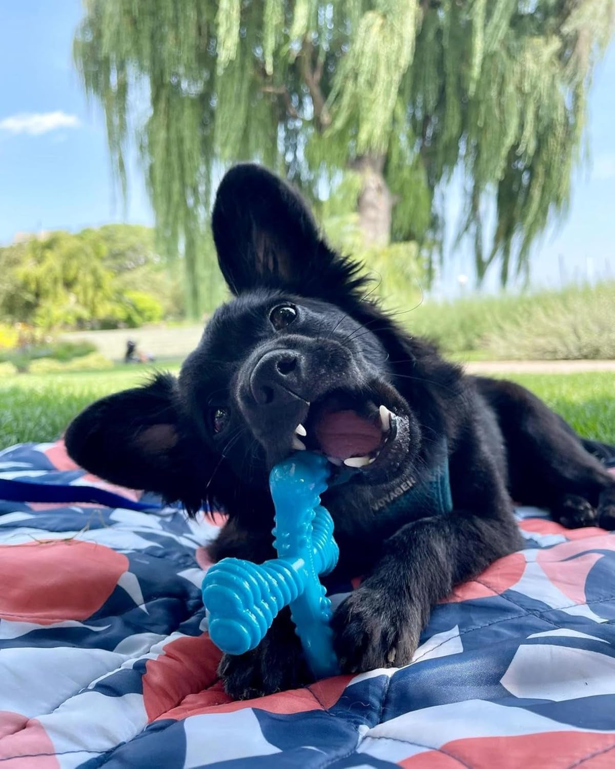 nylabone-power-chew-comfort-hold-x-bone-dog-chew-toy-beef-flavor-small-small-breeds-durable-dog-toys-for-dogs-up-to-25-lbs-teeth-cleaning-textures-discourages-destructive-chewing-long-lasting