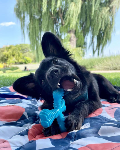 Nylabone Power Chew Comfort Hold X Bone Dog Chew Toy, Beef Flavor, Small | Small Breeds, Durable Dog Toys for Dogs up to 25 Lbs, Teeth-Cleaning Textures, Discourages Destructive Chewing, Long Lasting2