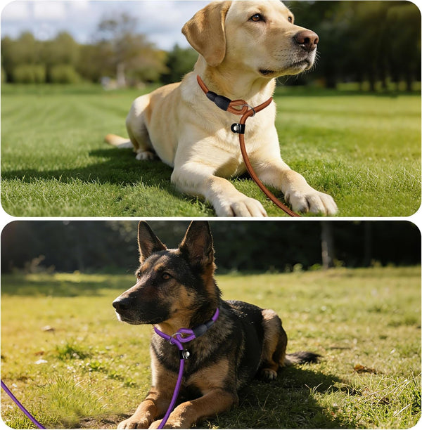FOVRLZSE Nylon Dog Leash 5-Pack (Red/Black/Blue/Brown/Purple), 4.6FT Training Leash for Small to Medium Dogs, 10Mm Braided Nylon with TPU Non-Slip Buckle, Daily Walking & Puppy Training6