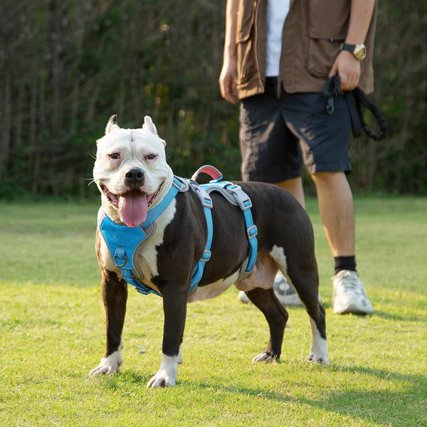Huntboo Escape Proof Dog Harness, Escape Artist Harness, Reflective Harness with Padded Handle, Breathable, Durable, Adjustable Vest for Medium Dogs Walking, Training, and Running Gear (Blue, M)6
