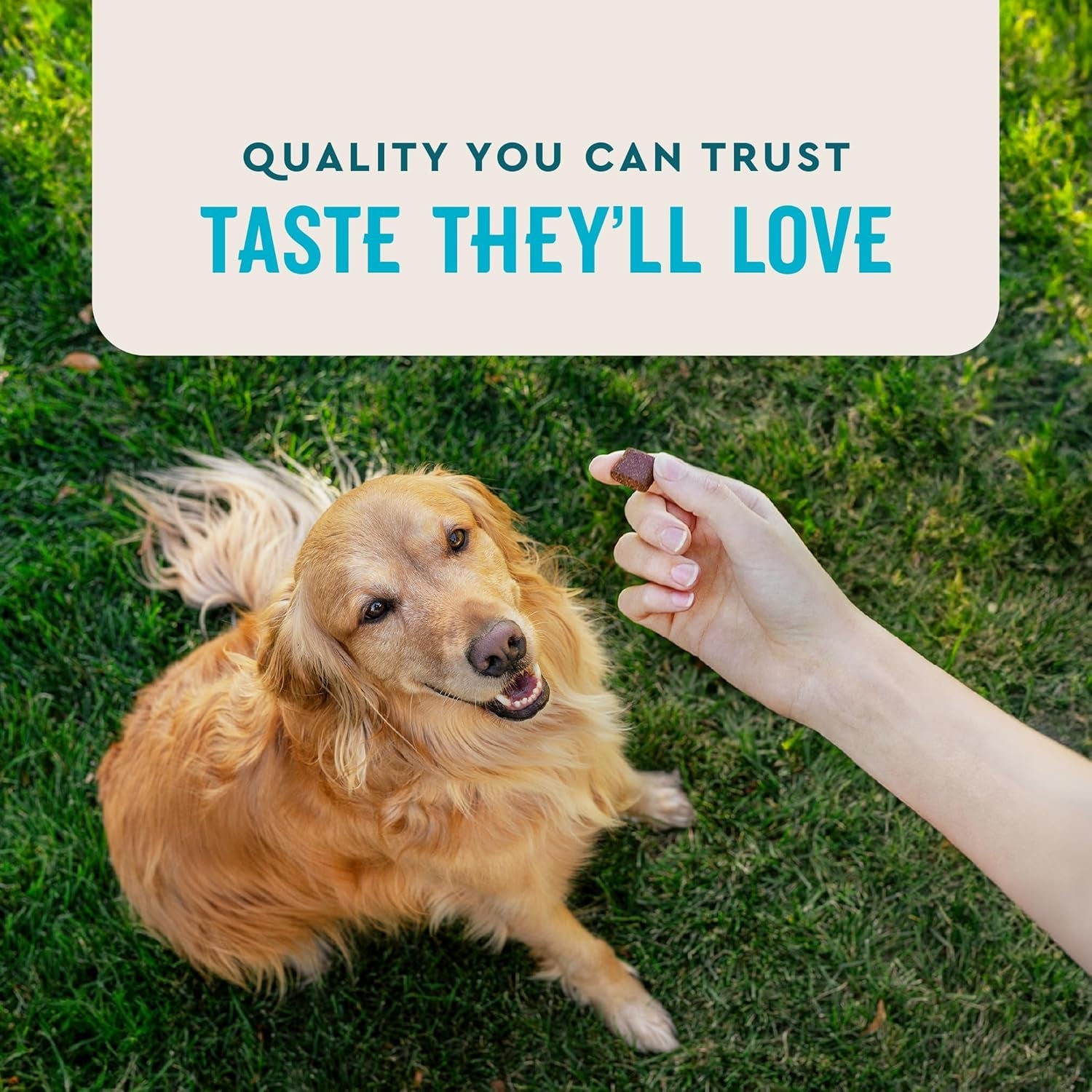 vetiq-advanced-hip-joint-chews-60-ct-chicken-flavor-glucosamine-for-dogs-hip-and-joint-supplement-with-omega-3-chondroitin-msm-green-lipped-mussel-increases-mobility-maintains-muscles-increases-mobility-maintains-muscle-glucosamine-chondroitin-msm-omega-3-green-lipped-mussel-chicken-flavor
