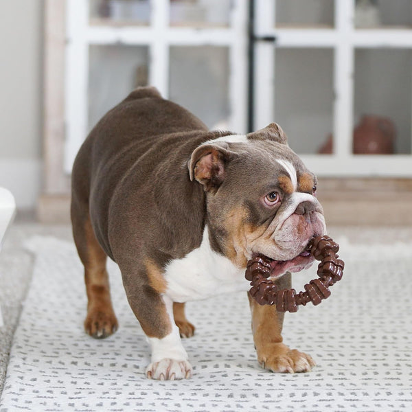 Nylabone Power Chew Customer Favorites Dog Chew Toys, 3 Count, Large | Flavor Medley, Peanut Butter, and Beef Flavor, Durable Dog Toys for Aggressive Chewers, for Large Breeds up to 50 Lbs2