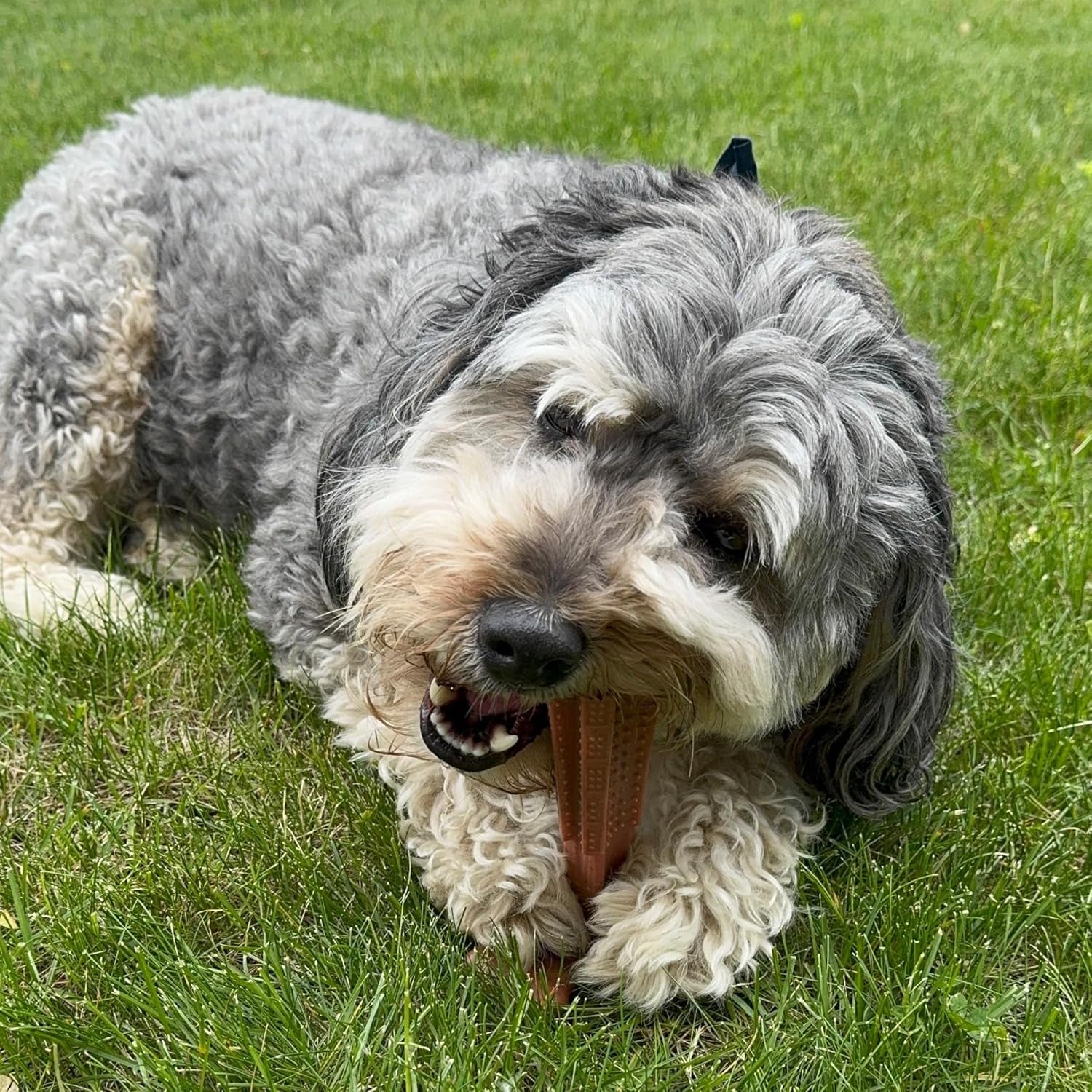 spot-bam-bones-plus-t-bone-bamboo-fiber-nylon-dog-chew-toy-for-moderate-to-aggressive-chewers-durable-long-lasting-non-splintering-beef-flavor-toy-for-adult-dogs-puppies-under-60-lbs-6-in