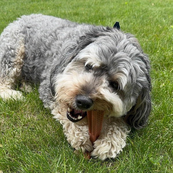 SPOT Bam-Bones plus T Bone – Bamboo Fiber & Nylon Dog Chew Toy for Moderate to Aggressive Chewers, Durable Long Lasting & Non-Splintering, Beef Flavor Toy for Adult Dogs & Puppies under 60 Lbs, 6 In19