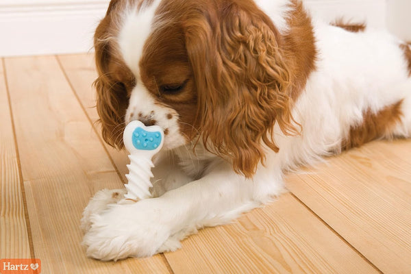 Hartz Chew ‘N Clean Twisty Bone Dog Chew Toy, Bacon Scented for Moderate Chewers, Extra Small4