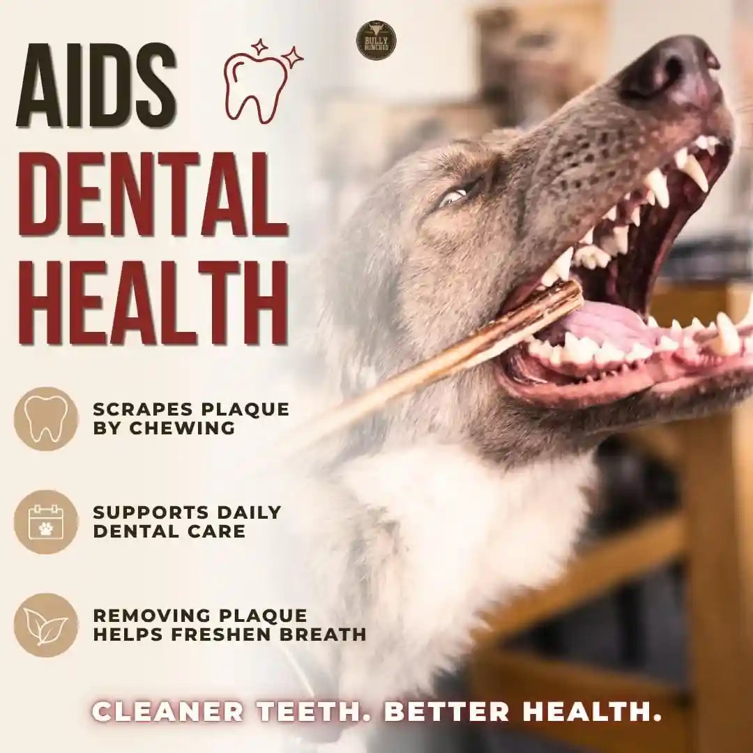 bully-bunches-premium-6-standard-5-pack-odor-free-bully-sticks-for-small-to-medium-dogs-puppies-consistently-sized-long-lasting-chews-for-oral-care-all-natural-100-beef-dog-treats