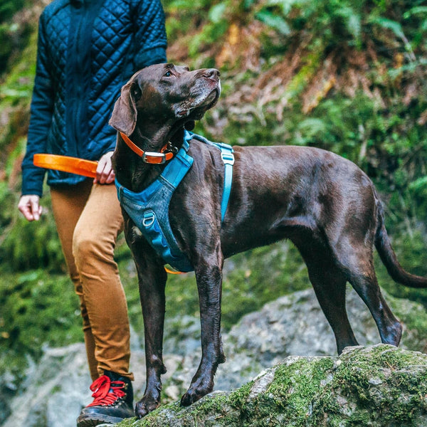 Kurgo Journey Air Dog Harness, Blue, Small | Padded Chest, Ripstop Outer & Breathable Mesh, Back Assist Handle, Rust-Free Aluminum Hardware, Reflective Trim5