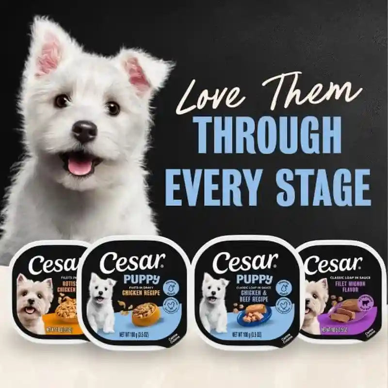 cesar-puppy-classic-loaf-wet-dog-food-chicken-beef-3-5-oz-24-count-real-chicken-1-ingredient-made-in-usa-no-fillers-or-artificial-flavors-essential-nutrients-slow-cooked-easy-peel-trays