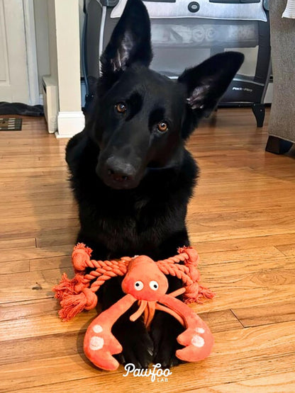 Large Squeaky Dog Toys, Tough Plush Lobster with Rope Tug of War for Puppy, Small, Medium, Large Dogs, Interactive Stuffed Chew Toy to Keep Them Busy8