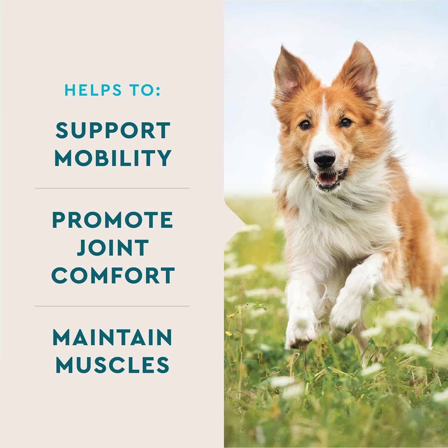 vetiq-advanced-hip-joint-chews-60-ct-chicken-flavor-glucosamine-for-dogs-hip-and-joint-supplement-with-omega-3-chondroitin-msm-green-lipped-mussel-increases-mobility-maintains-muscles-increases-mobility-maintains-muscle-glucosamine-chondroitin-msm-omega-3-green-lipped-mussel-chicken-flavor