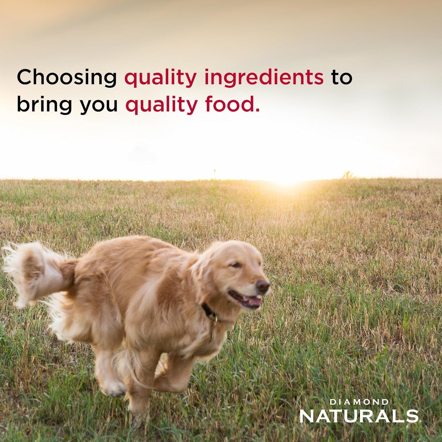 diamond-naturals-large-breed-puppy-dry-dog-food-lamb-rice-40lb-puppy-adult-senior-dogs-nutrient-levels-to-fuel-larger-growing-bodies-dha-for-proper-brain-vision-development