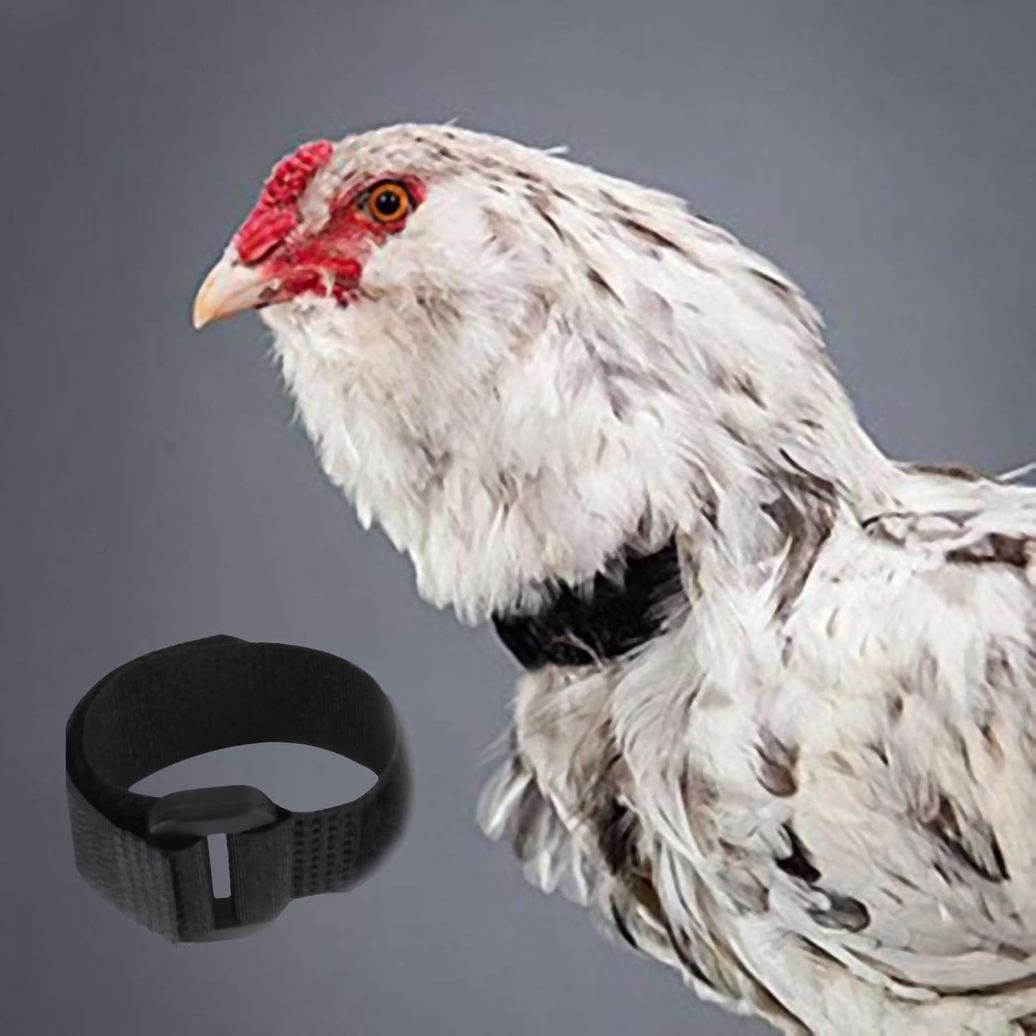 2pcs-red-crow-rooster-collar-crow-collar-rooster-collarno-crow-noise-neck-belt-for-roosters-collars-harnesses-and-leashes-nylon-prevent-chickens-from-screaming-basic-dog-collars-basic-collars