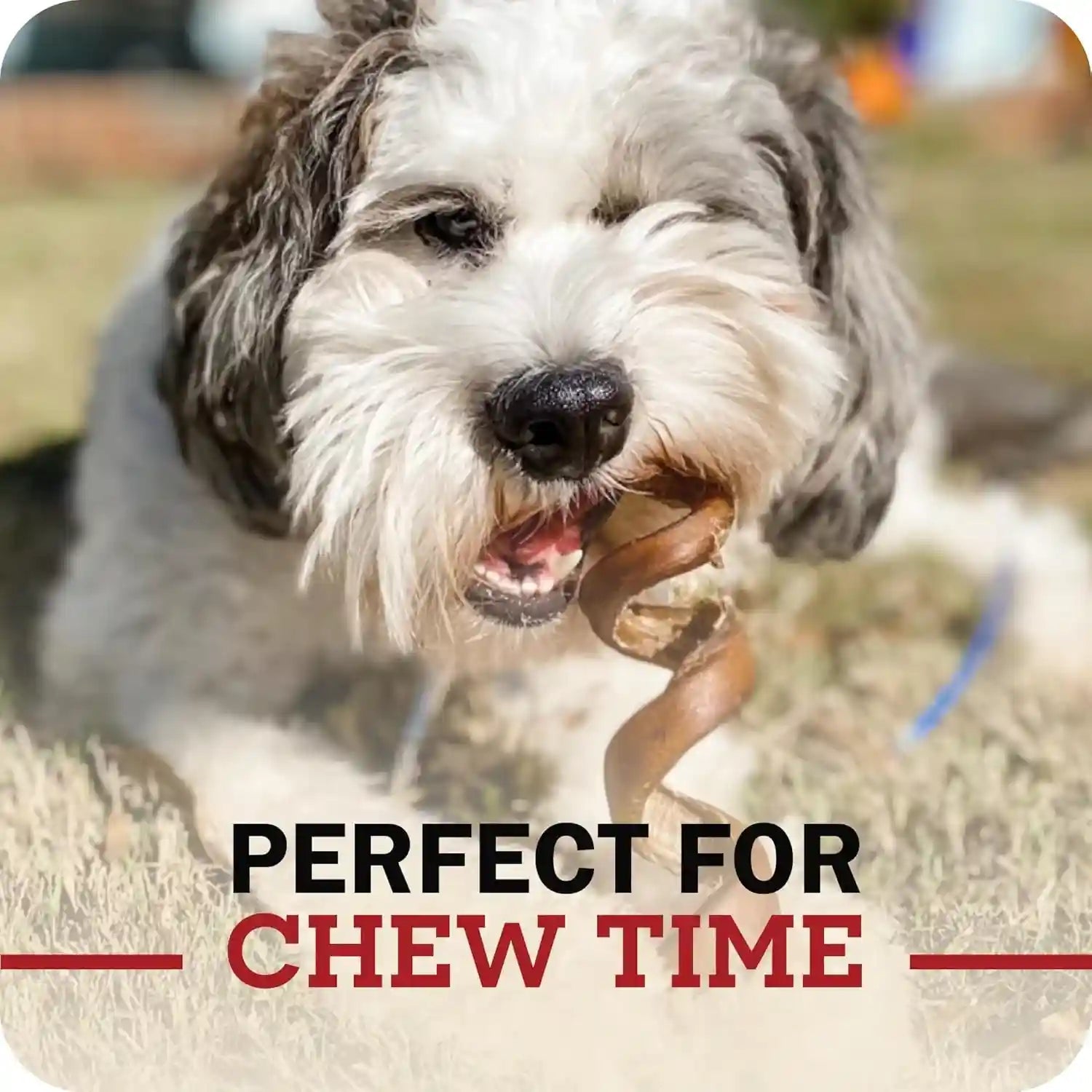redbarn-premium-bully-sticks-for-dogs-7-inch-6-count-long-lasting-rawhide-free-slow-roasted-low-odor-highly-digestible-single-ingredient-chews-all-natural-dental-treats-for-chewers