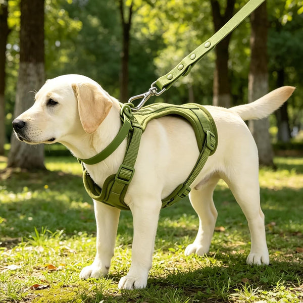 4-In-1 No Pull Dog Harness Set with Collar, Leash, Poop Bag, Adjustable, S2