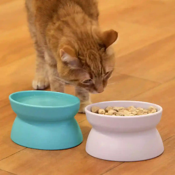 Orange cat eating from elevated white food bowl beside blue water bowl on hardwood floor3