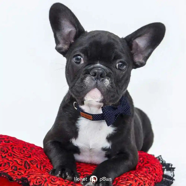 Lionet Paws Boy Dog Collar with Bowtie, Comfortable Adjustable Cute Navy Blue Bow Tie Collar for Male Dogs Gift, Xlarge, Neck 16-26 Inches5