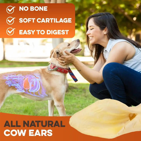 BRUTUS & BARNABY Cow Ears for Dogs – Whole Ears 12 Ct, Thick Cut, Grass-Fed Angus Beef, All-Natural No-Rawhide Dog Treat Alternative6
