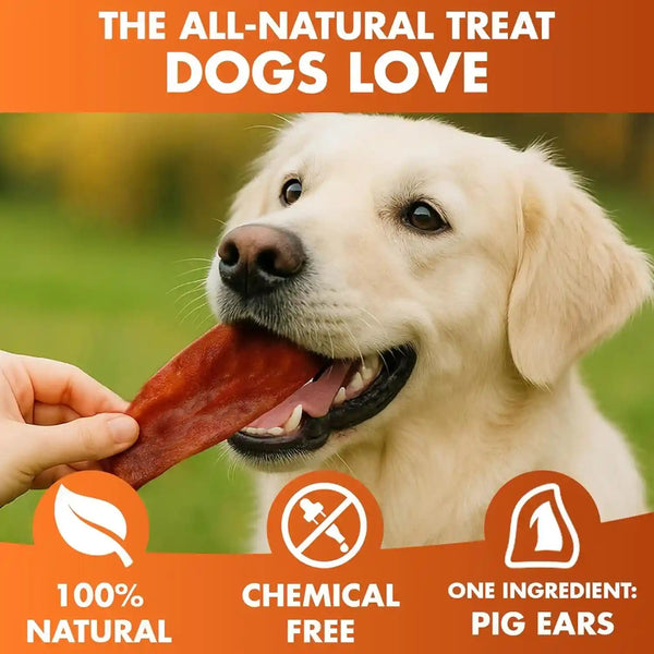BRUTUS & BARNABY Whole Pig Ears for Dogs, 12 Ct. – All-Natural Single Ingredient Dog Chews, Slow Cooked & Fully Digestible Rawhide Alternative4