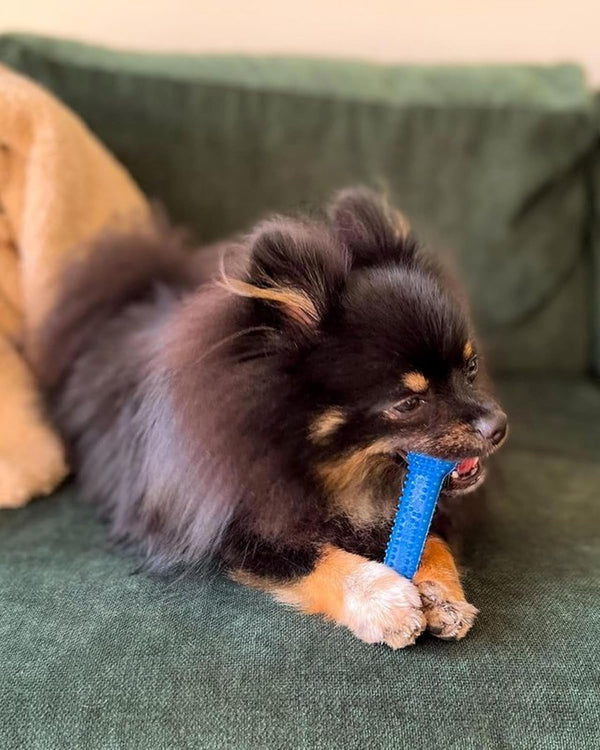 Nylabone Flexi Chew Dental Gumabone Dog Chew Toy, Chicken Flavor, Small | Dog Toys for Small Dogs up to 25 Lbs, Teeth-Cleaning Textures, Flexible Material, Gentle on Teeth, Great for Seniors2