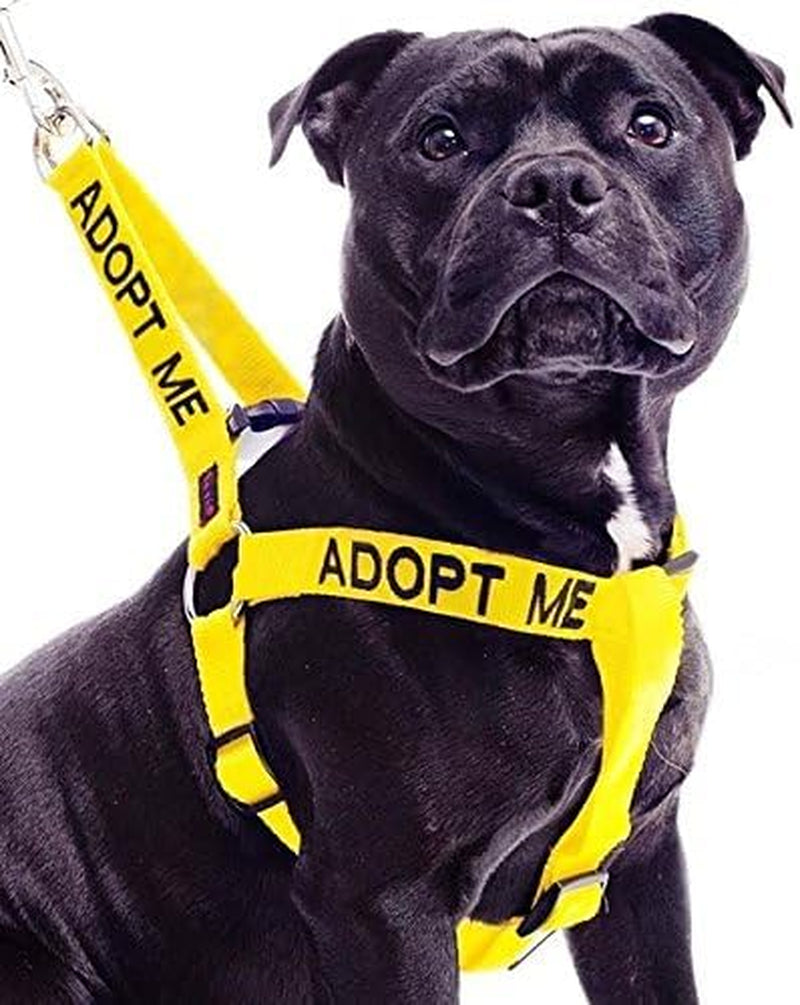 adopt-me-yellow-color-coded-l-xl-non-pull-dog-harness-new-home-needed-donate-to-your-local-charity
