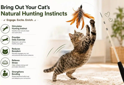 Cat Toys - No Chemical Dyeing Cat Feather Toys for Indoor Cats - Include Cat Wand and Natural Feather Refills5