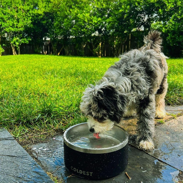 Coldest Dog Bowl - anti Rust Metal, Non Slip, 3 Layers Insulated Stainless Steel Dog Bowls - Spill Proof & Heavy Duty - Water Bowl for Dogs, Cats, Dish Washer Safe (21 Oz, Polished Stainless Steel)9