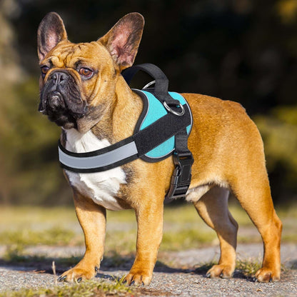 Haapaw Essential Dog Harness, No Pull Pet Vest with 3 Leash Clips, No Choke, Reflective, Adjustable and Padded, for Easy Walking and Training for Medium Dogs(M, Blue)3