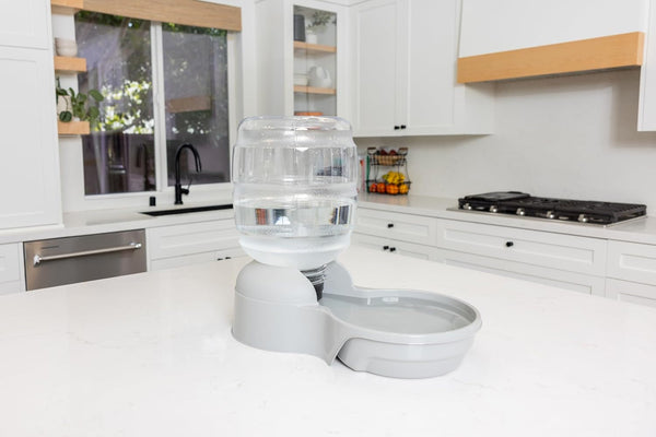Petmate Aspen Pet Lebistro Cat and Dog Water Dispenser, Made in USA7