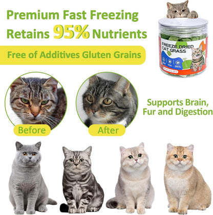 Freeze-Dried Cat Grass Treats with Premium Gourmet Blend - Natural Hairball Control & Gut Health Support for Cats (Chicken Breast Formula, 1.76 Oz)5