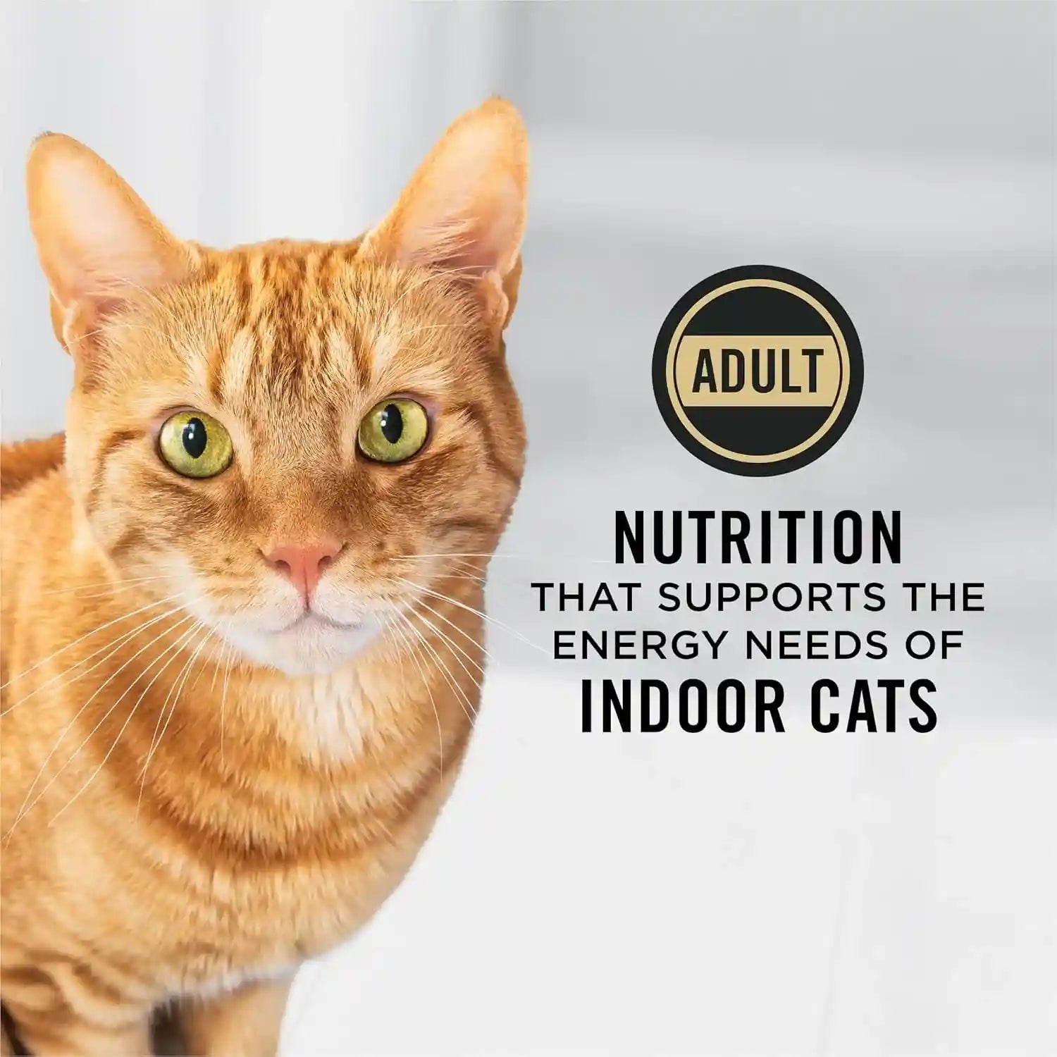 purina-pro-plan-hairball-management-indoor-cat-food-turkey-and-rice-formula-7-lb-bag