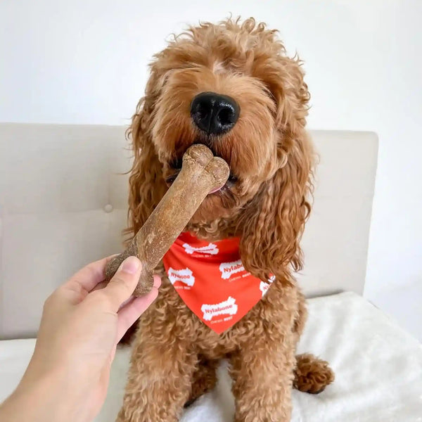 Nylabone Healthy Edibles Natural Dog Chews Long Lasting Roast Beef Flavor Treats for Dogs, Medium/Wolf (2 Count)2