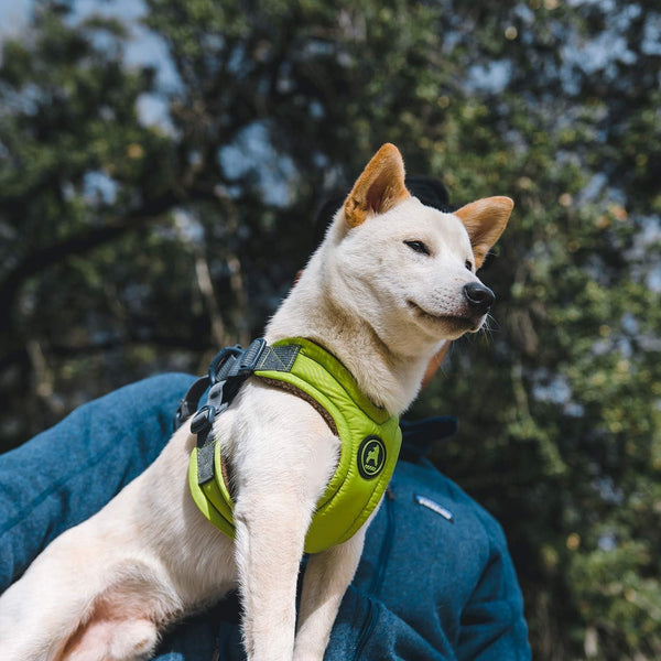 Gooby Escape Free Memory Foam Harness - Green, Large - No Pull Step-In Small Dog Harness with Four Point Adjustment - Perfect on the Go Dog Harness for Medium Dogs No Pull and Small Dogs8