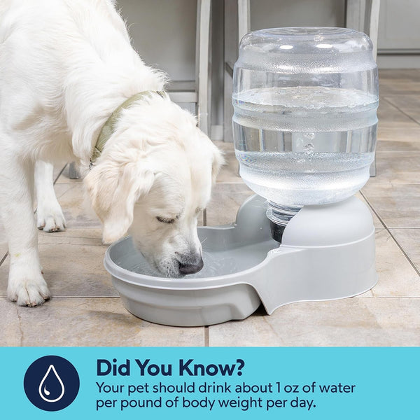 Petmate Aspen Pet Lebistro Cat and Dog Water Dispenser, Made in USA5