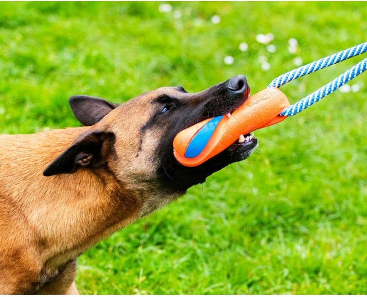chuckit-ultra-bumper-tug-dog-toy-orange-medium